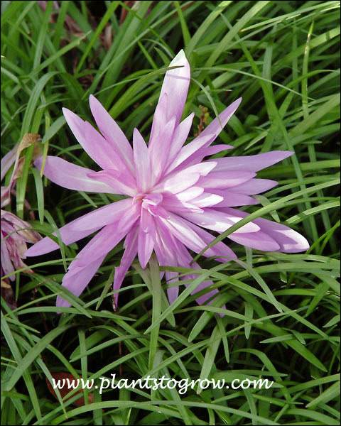 Double pink flower pushing through the Liriope.